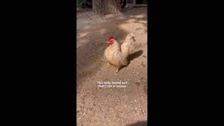 Daddy Goat 24/7 - Out Of Context Memes & Videos