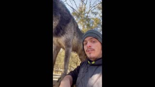 Daddy Goat 24/7 - Out Of Context Memes & Videos