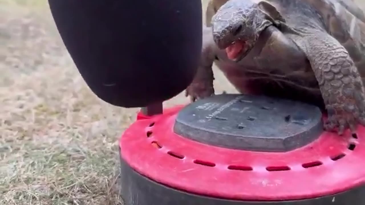 🧠✨ The Sound of a Tortoise Will Surprise You! | FeedMyCuriosity