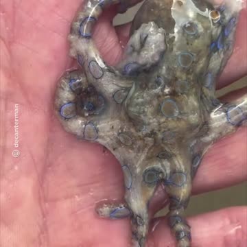 Juega con la muerte al recoger a uno de los pulpos más venenosos del mundo sin saberlo