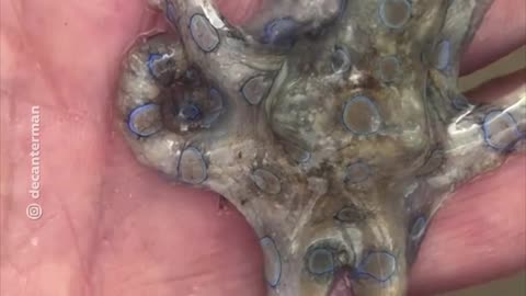 Juega con la muerte al recoger a uno de los pulpos más venenosos del mundo sin saberlo