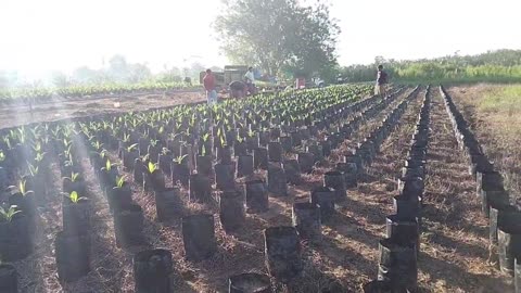 Palm Oil Seed Nursery | Step-by-Step Process - Part 1