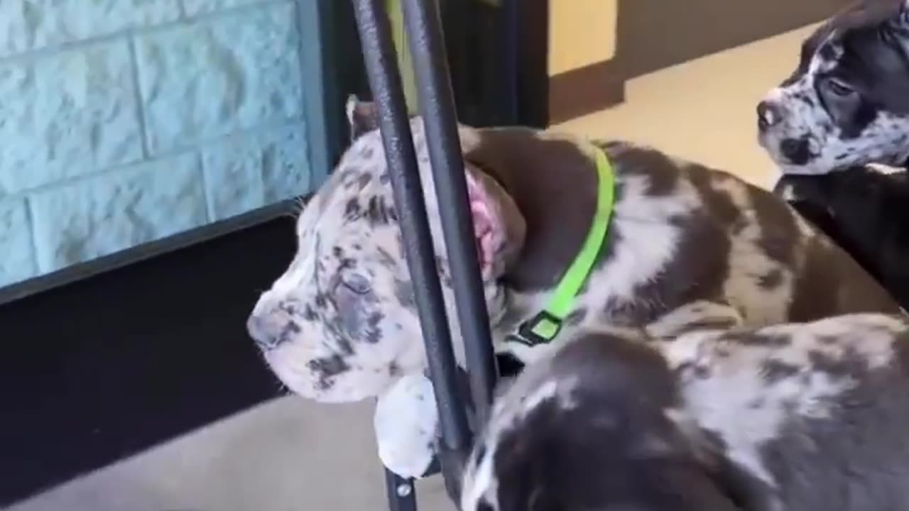 "POV: Dogs are proof that unconditional love exists 🐾❤️ #DogLife #FurryFriendGoals"