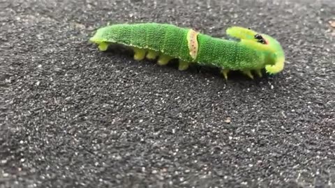 🤯✨ This Amazing Caterpillar Looks Like A Tiny Dragon! | FeedMyCuriosity