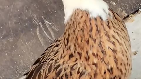 💡✨ The 6-Second Trick to Create Viral Content That Captivates! | LifeHacksDaily