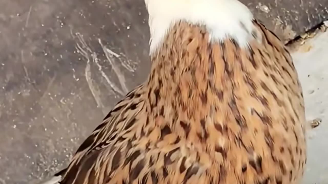 💡✨ The 6-Second Trick to Create Viral Content That Captivates! | LifeHacksDaily