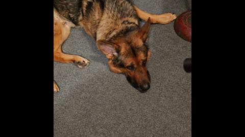 Virgil german shepherd.