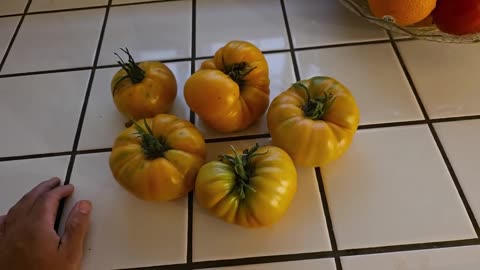 Armana Mini Giants (September 11, 2025)