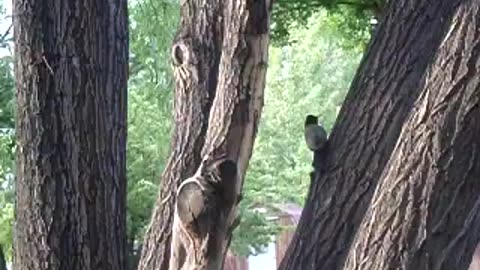 Bird in the tree, robin