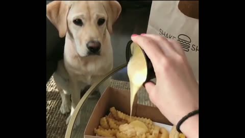Cute Puppies comedy 🤩 food prank dogs 😂 video viral dogs so cute puppies 😁