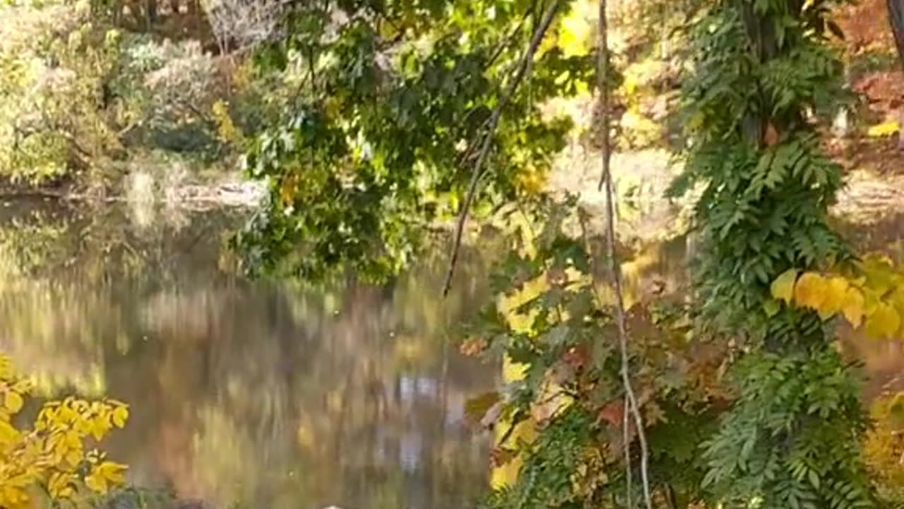 "Exploring a Hidden Forest Trail in Fall 🍁🌲"