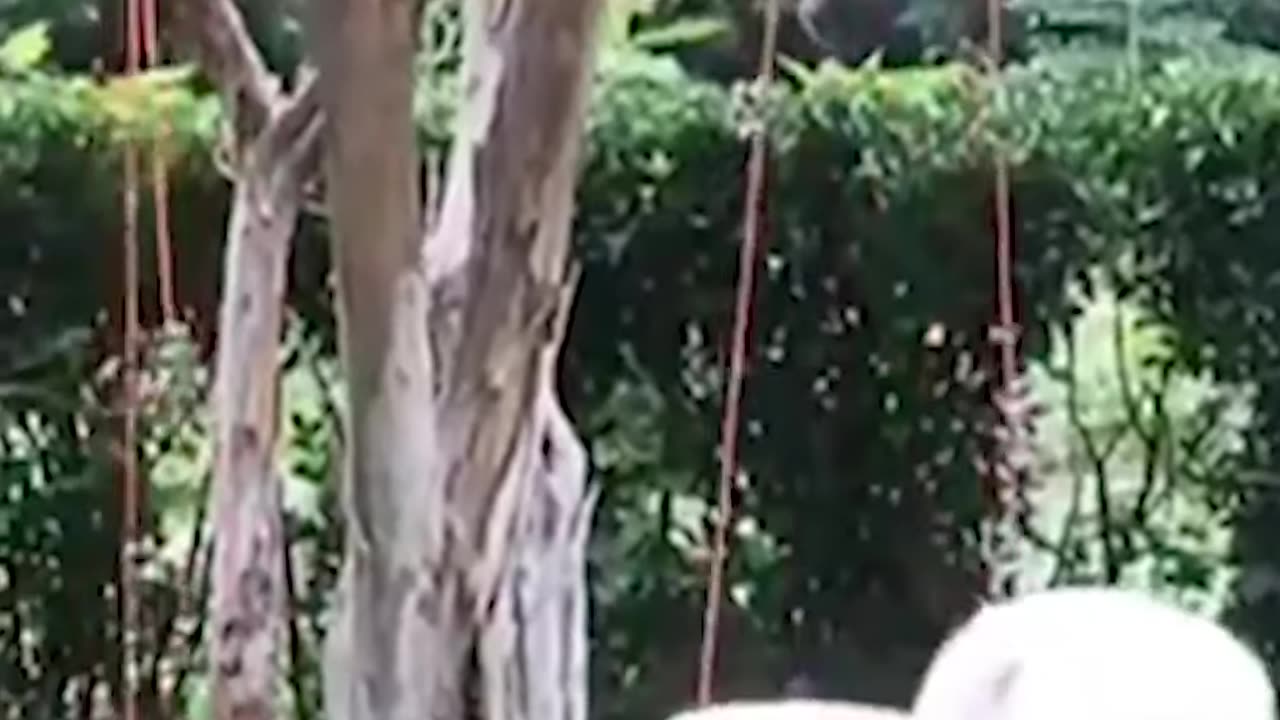Cute Pomeranian Puppy ｜ Funny Dogs ｜ Funny Animals