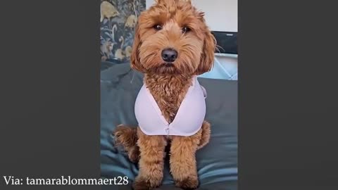 Tiny Legends of the Wild - Funniest Animals Compilation 2025 Part 85 - 42WokEUmU_M