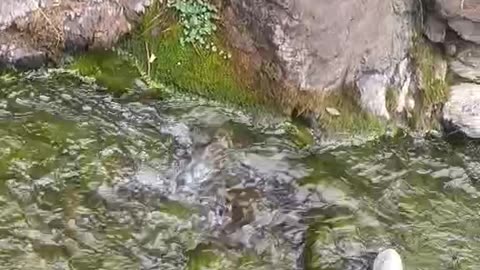 SMALL RIVER