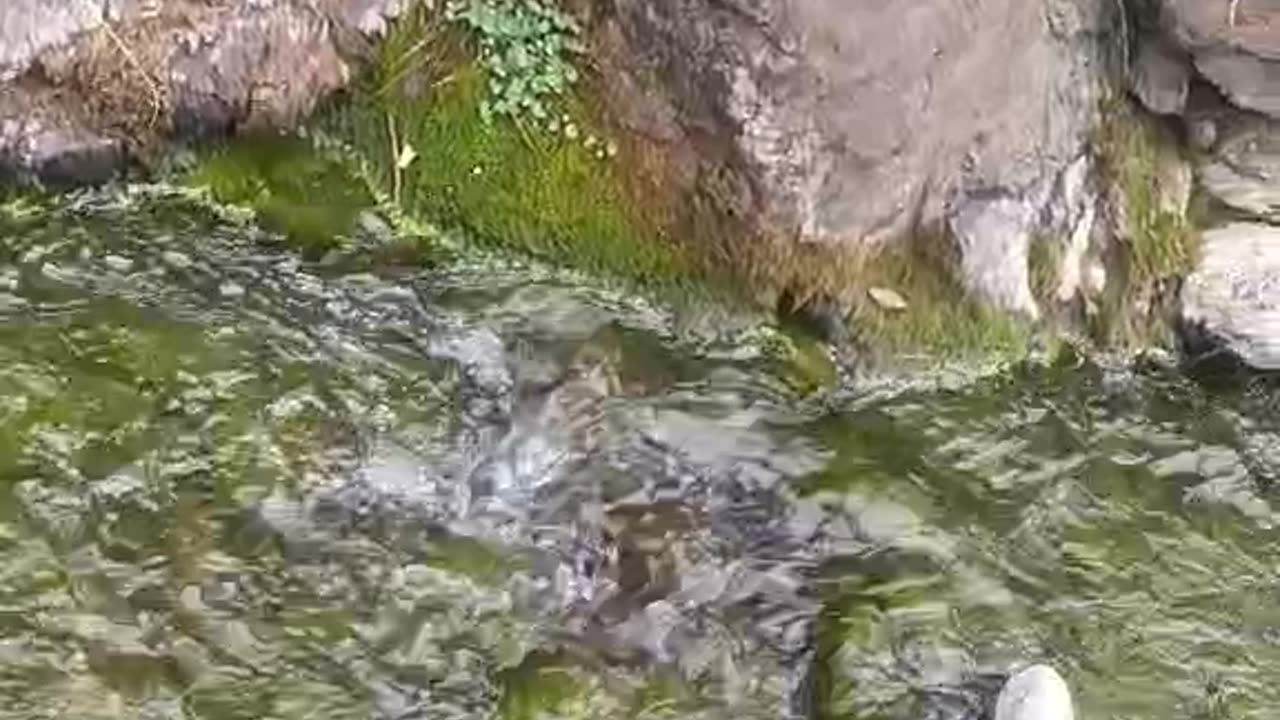 SMALL RIVER