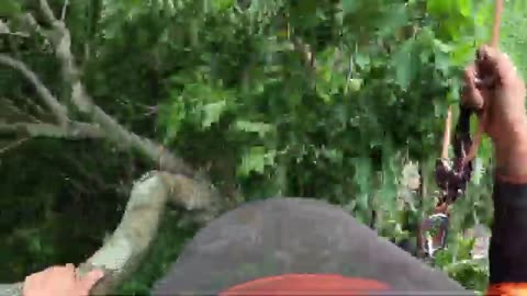 Huge Oak Tree Crushes Bus