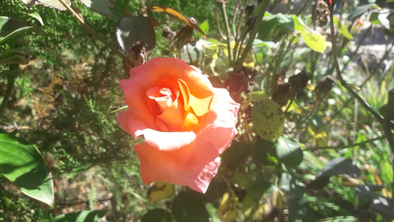 July Rose