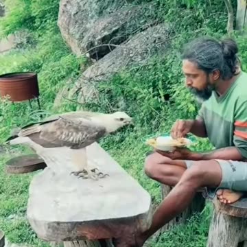 Eagle eating with human