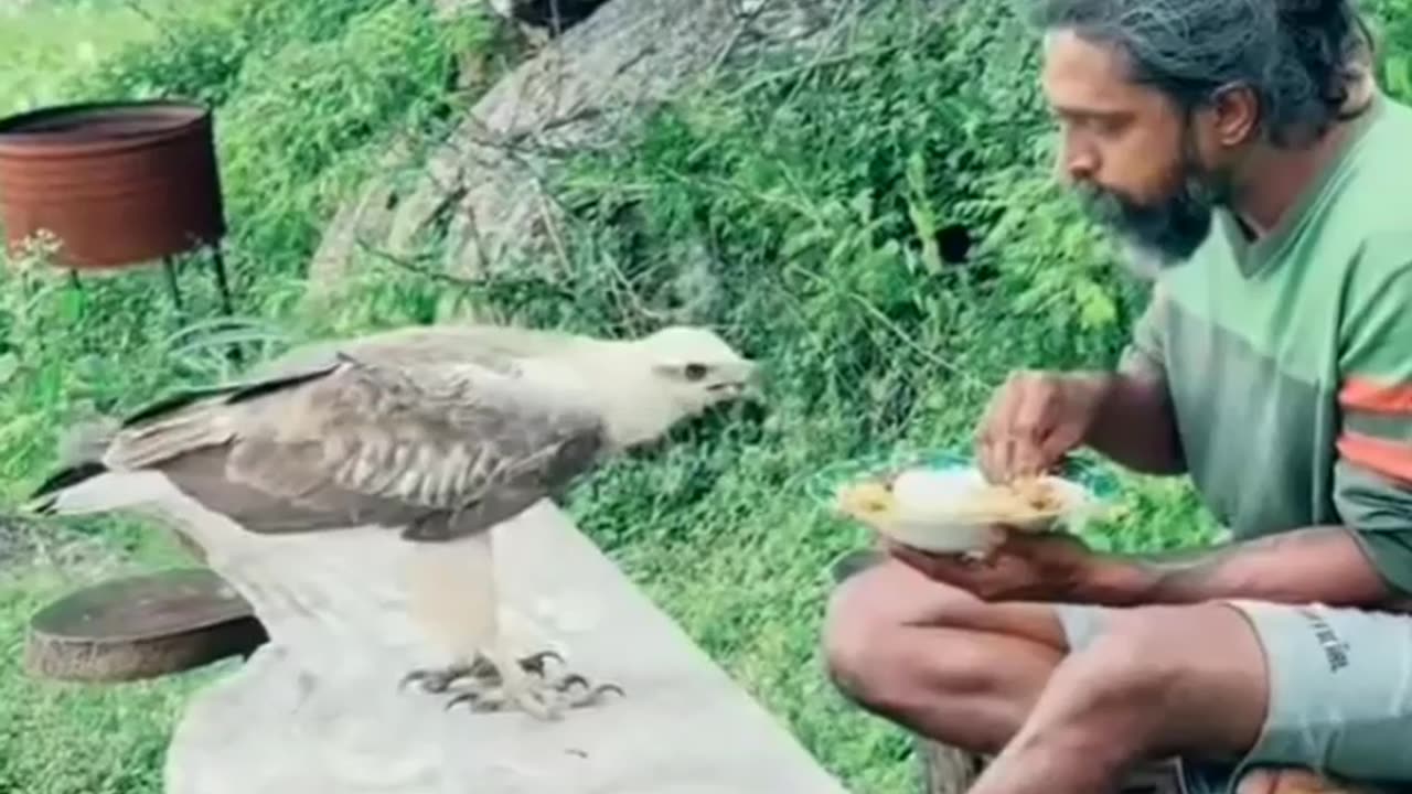 Eagle eating with human