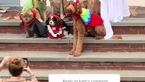 😂🐶 This Woman's Dog Halloween Photoshoot is Hilarious! | FunFM
