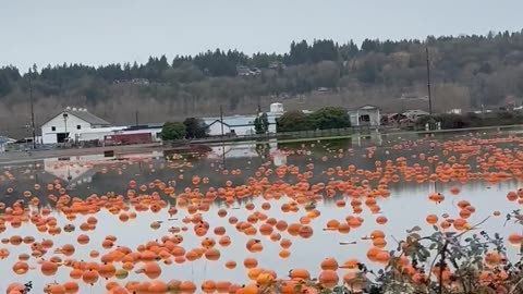 When Pumpkins Start Floating
