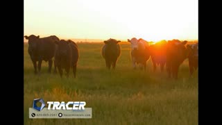 Trent Loos in the Morning - 11/26/2025