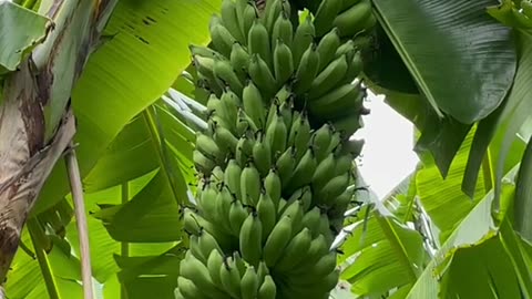 "10 Amazing Uses of the Banana Tree (Beyond the Fruit!)"