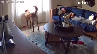😂🐶 You Won't Believe How This Nap Got RUINED! | FunFM
