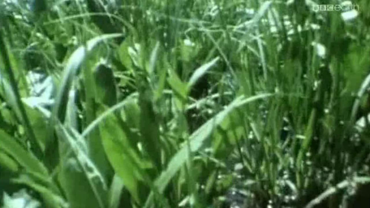 POŻARY LASÓW dokument pl