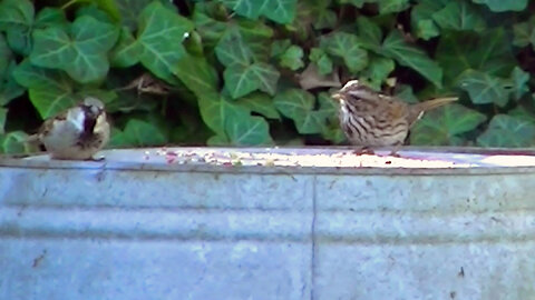 IECV NV #805 - Song Sparrow & House Sparrow Eating Seeds Together 4-4-2019