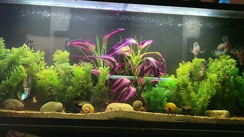 55 EB Acara tank