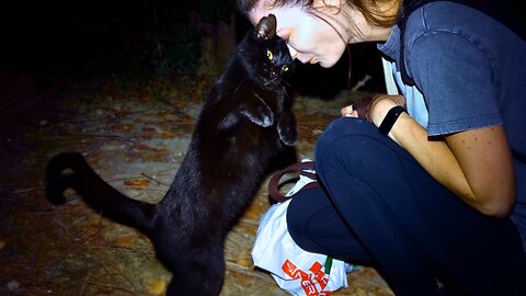 Stray Cats Love the Woman That Feeds Them - Feeding Stray Cats