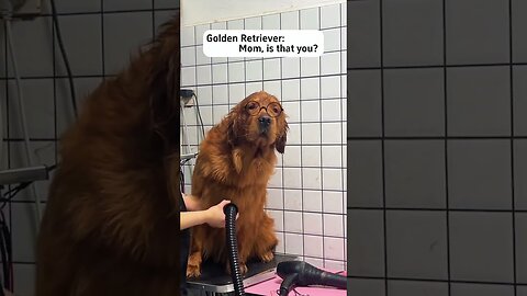 Top 18 Golden retriever moments 💛🐶