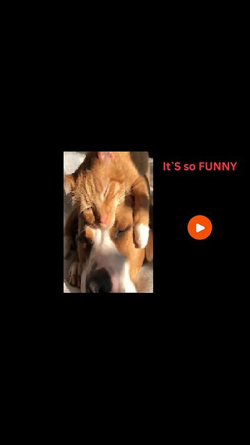 🐱🐶 Cat and Dog Life | Cute & Funny Moments Together ❤️😂