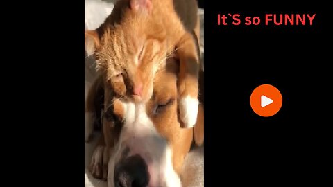 🐱🐶 Cat and Dog Life | Cute & Funny Moments Together ❤️😂