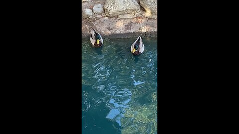 Mallard Ducks 🦆 #mallardducks #ducks #duck #followme #shorts #viral #trending
