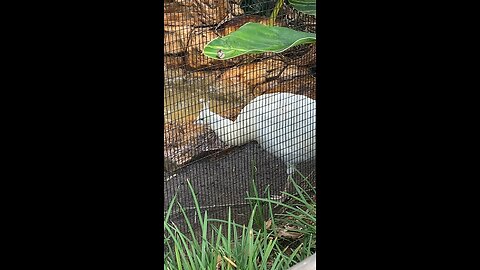 White Peacock 🦚 #whitepeacock #peacock #shorts #viral #trending #followme #trending