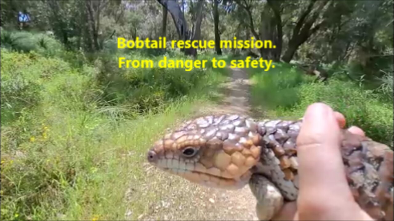 🦎💚🚴‍♀️Bobtail rescue mission. From danger to safety.
