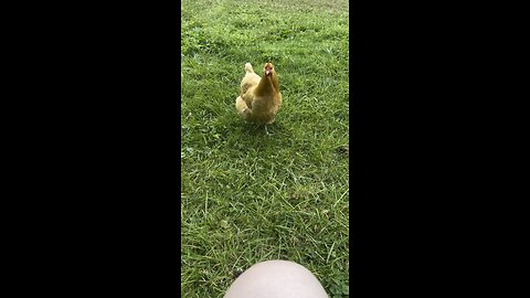 Chicken Recording