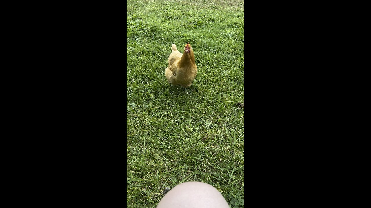 Chicken Recording