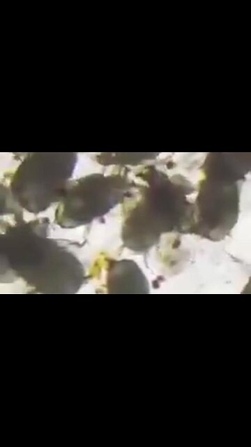 NEW FLAVOR OF DORITOS UNDER A MICROSCOPE