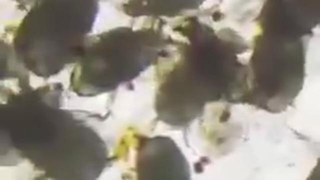 NEW FLAVOR OF DORITOS UNDER A MICROSCOPE