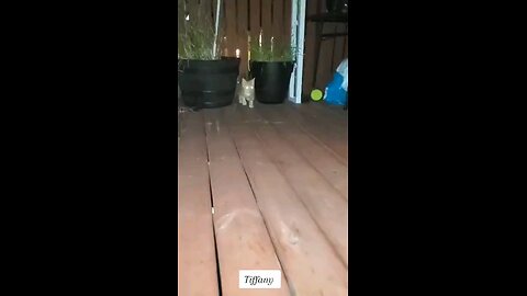 Cute funny cats play fighting