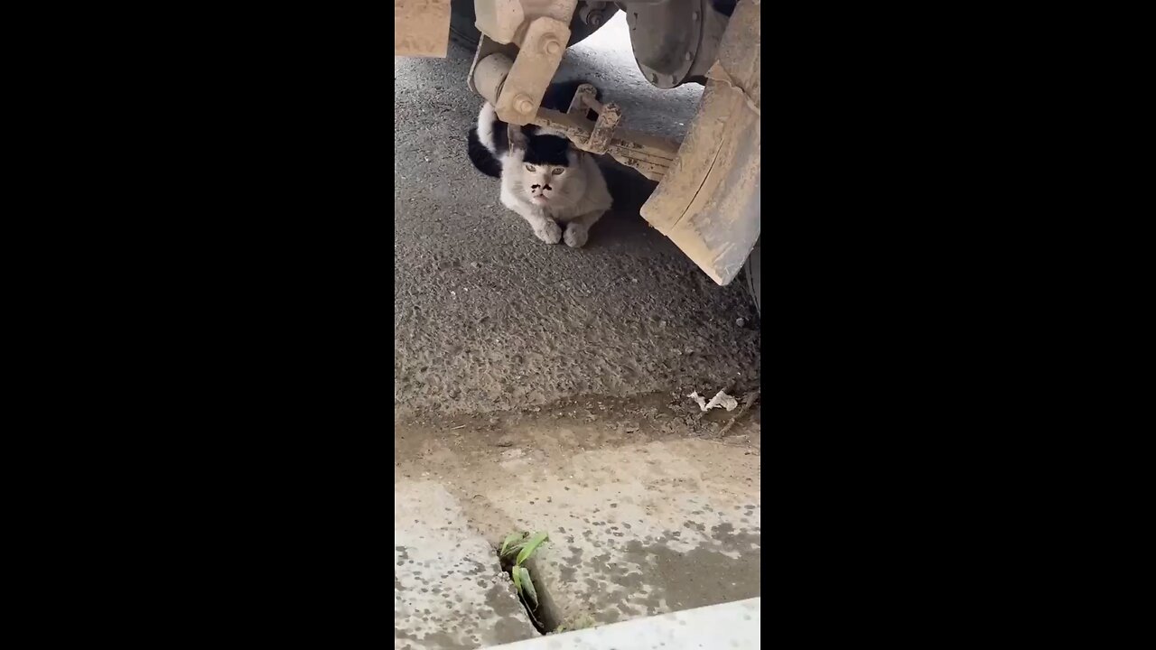 Kats
