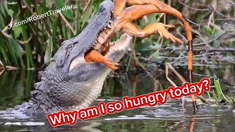 Why am I so hungry today?😲 #florida #everglades