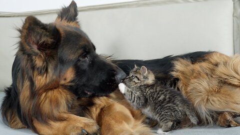 German Shepherd and a little kitten