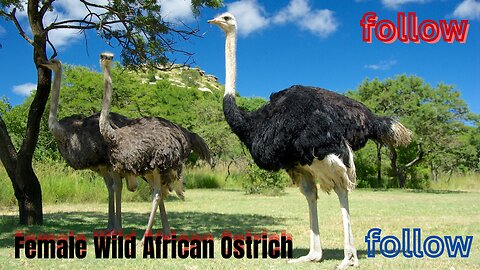 Female Wild African Ostrich(WILD African Ostrich Females Rule the Savannah?)