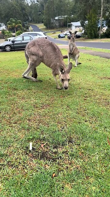 Feeding Australian kangaroo 🦘