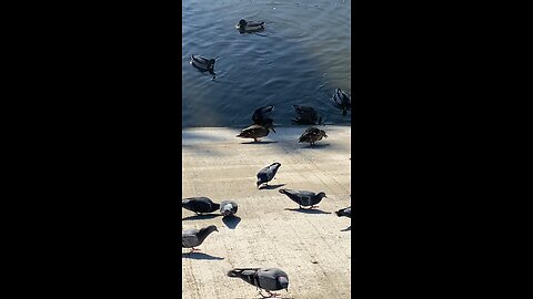 Pigeons and Mallard Ducks 🦆 #shorts #followme #trending #viral #mallardducks #pigeons