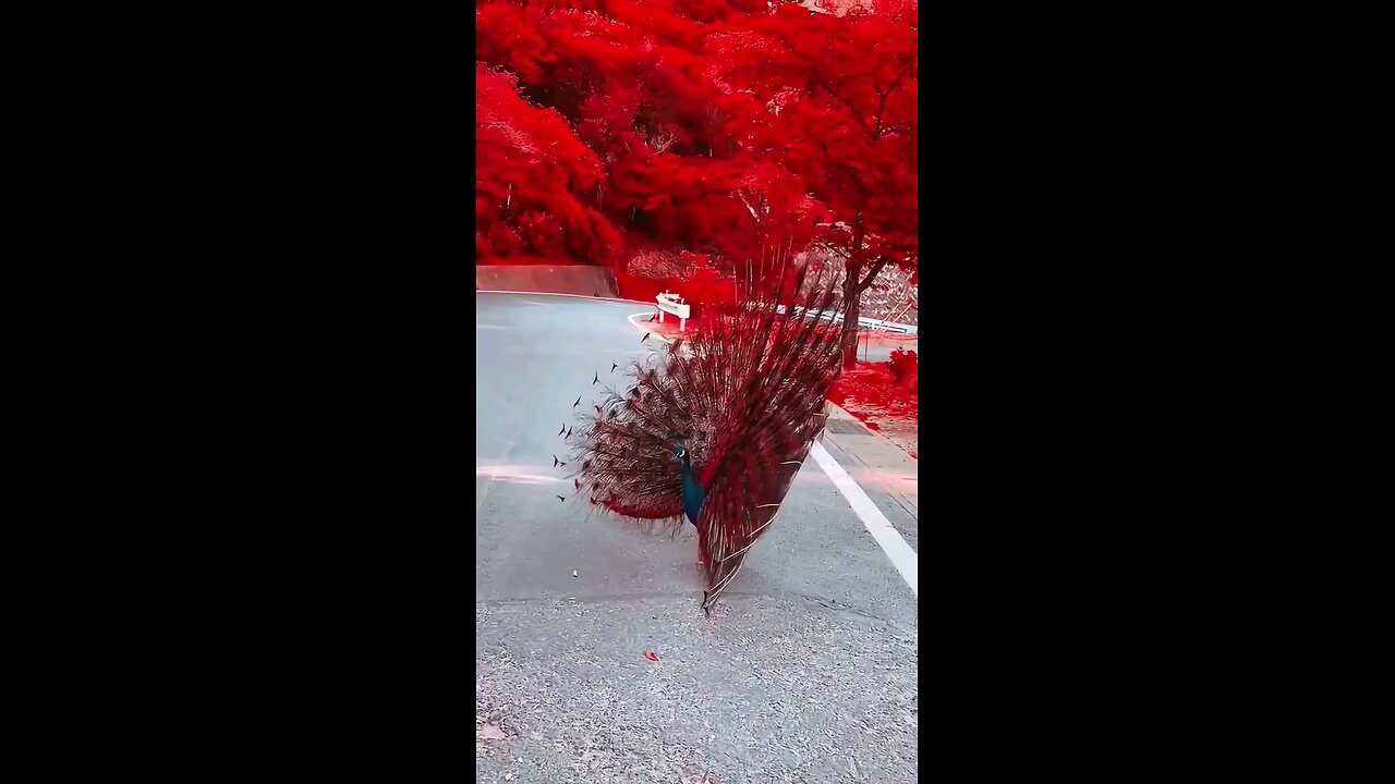 Beautiful Peacock in Stunning Colors! 🦚 (Enhanced with Post-Color Adjustments)